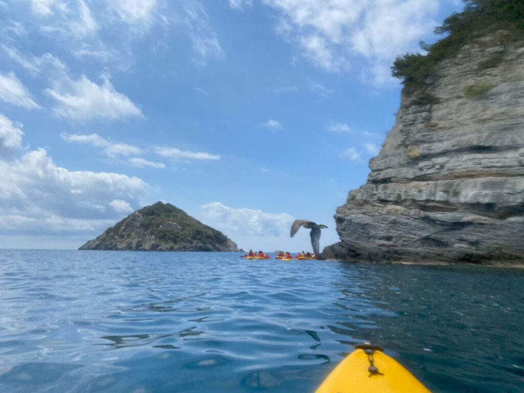 forse oriz caoe e gabbiano