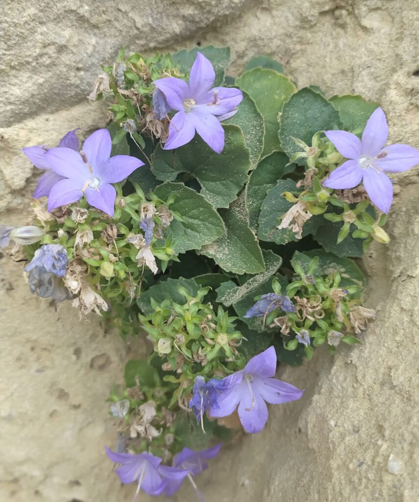 Copia di IMG_20211008_111623