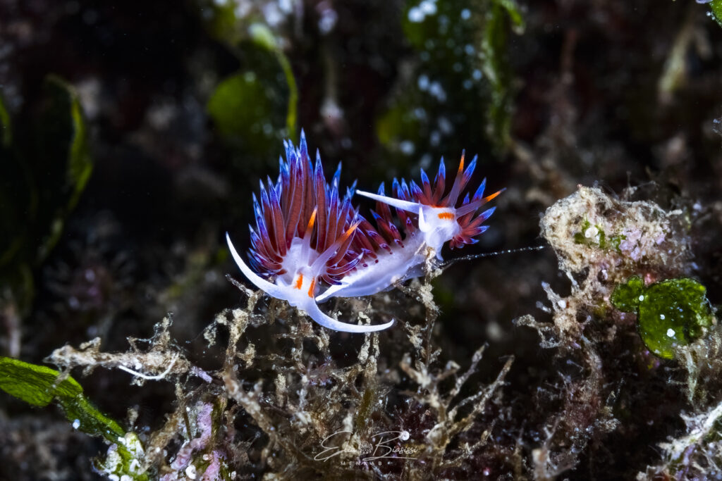 Foto 1 Cratena peregrina - Nacktschnecke 1