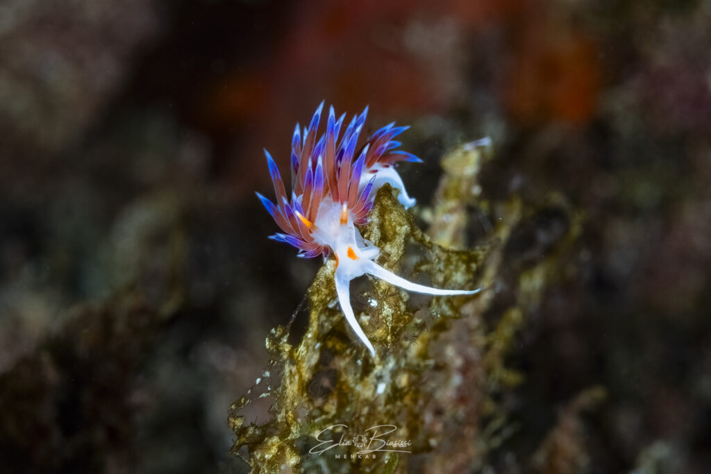 Foto 2 Cratena peregrina - Nacktschnecke 2