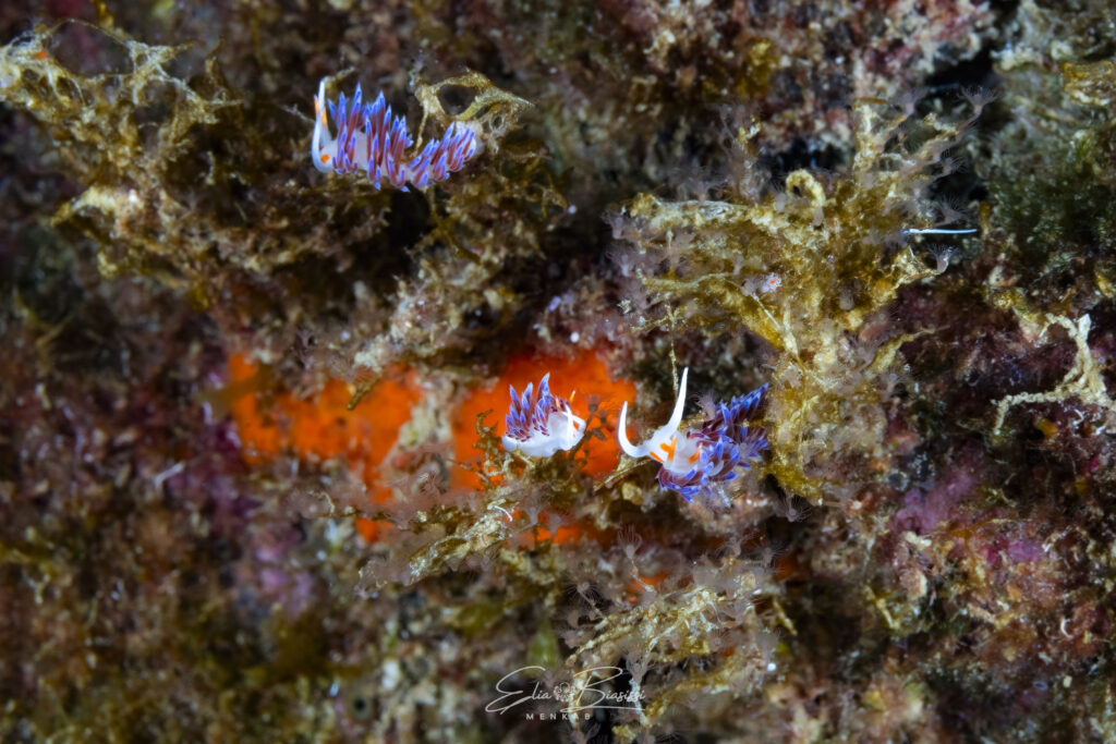 Foto 3 Cratena peregrina - Nacktschnecke 3