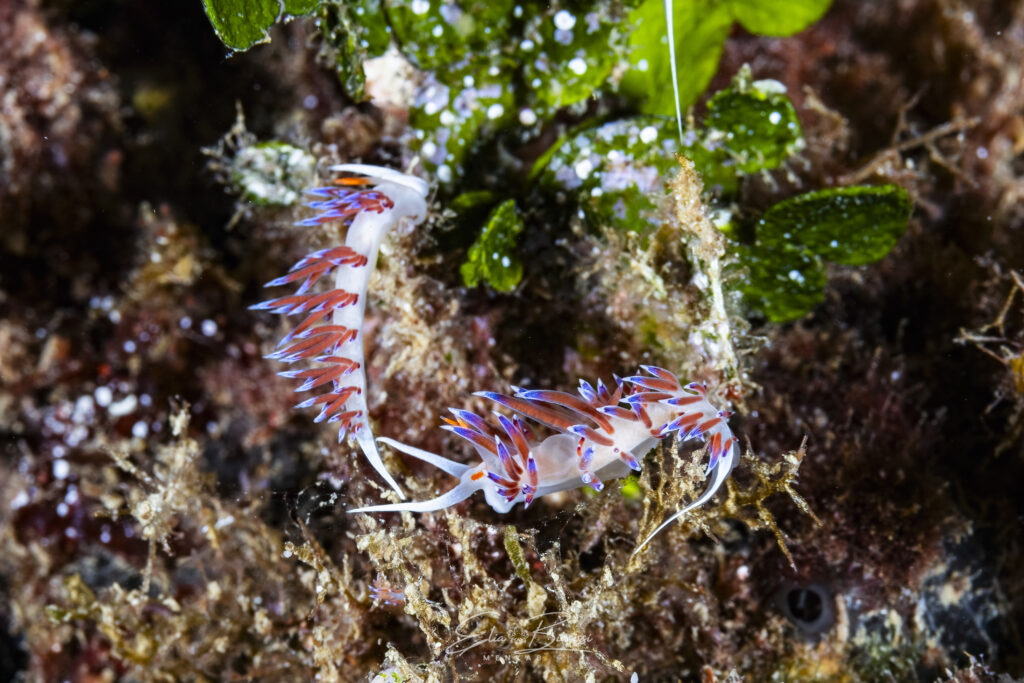 Foto 4 Cratena peregrina - Nacktschnecke 4