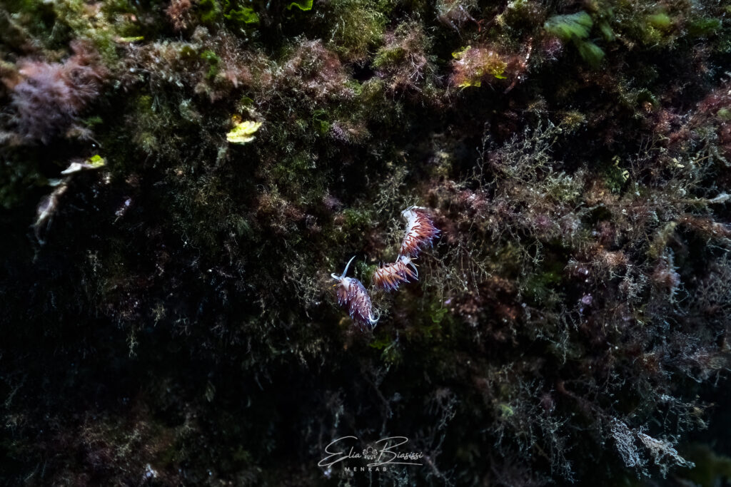 Foto 5 Cratena peregrina - Nacktschnecke 5